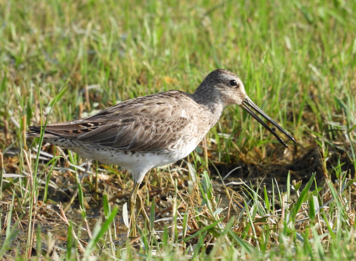 Short-billed Dowitcher - ML568854251