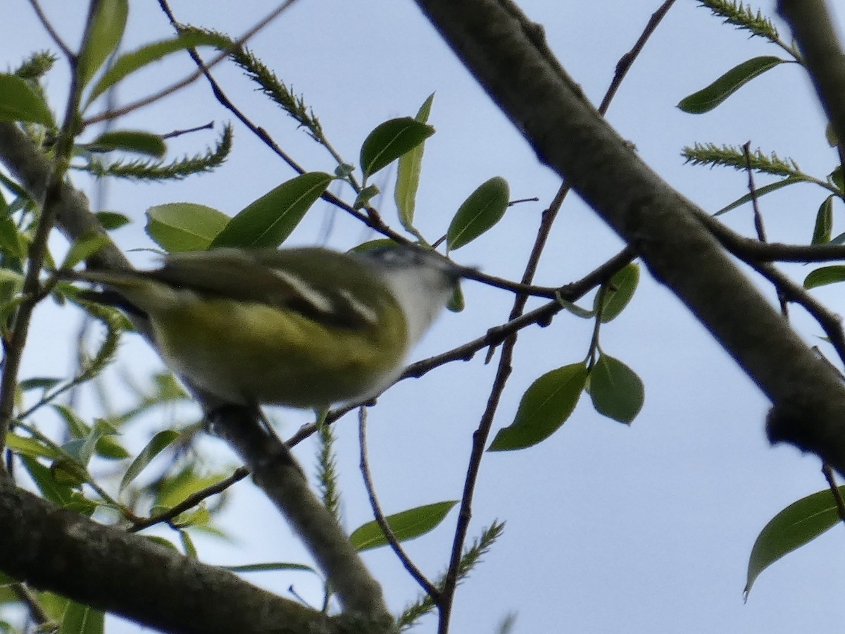 Blue-headed Vireo - ML568855151