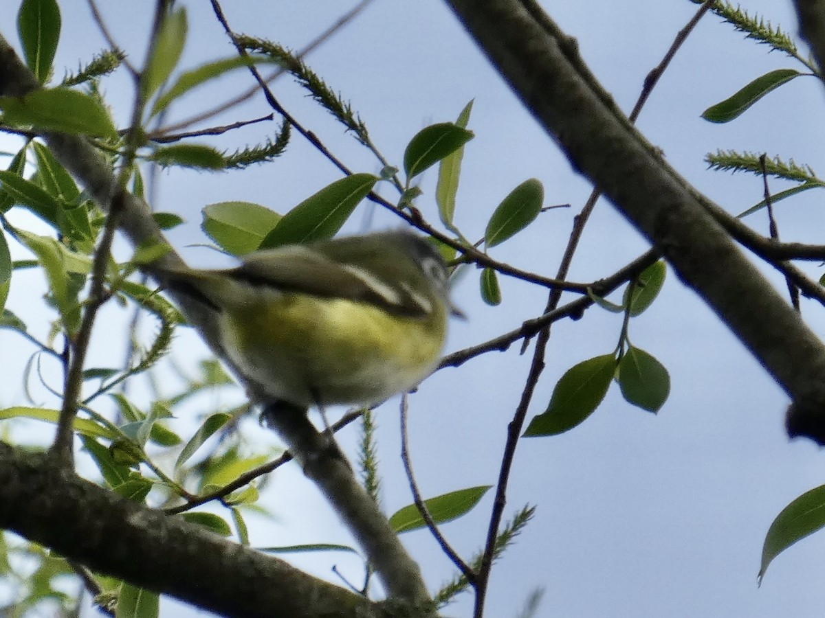 Blue-headed Vireo - ML568855161