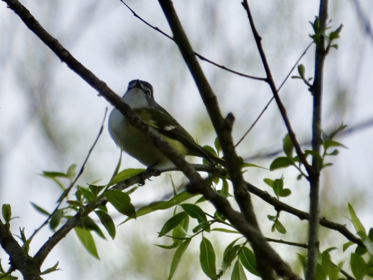 Blue-headed Vireo - ML568855171