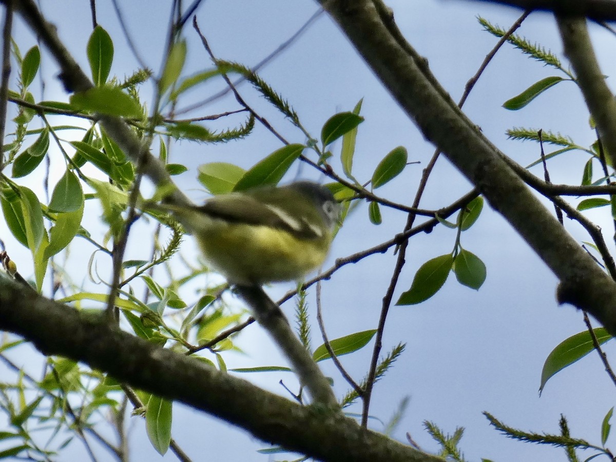 Blue-headed Vireo - ML568855181