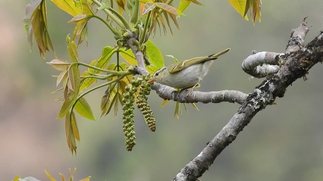 Blyth's Leaf Warbler - ML568855221