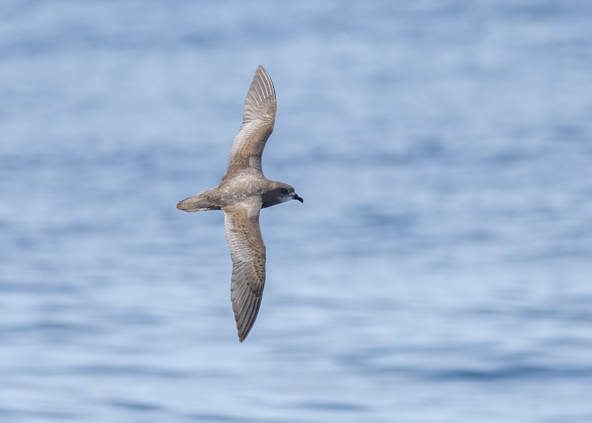 Murphy's Petrel - ML568855301