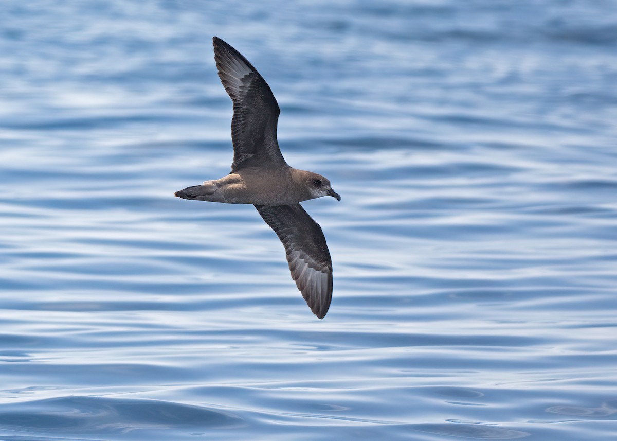 Murphy's Petrel - Julio Mulero