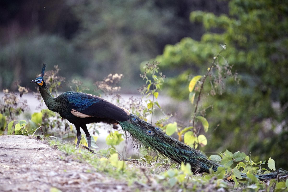 Green Peafowl - ML568855471