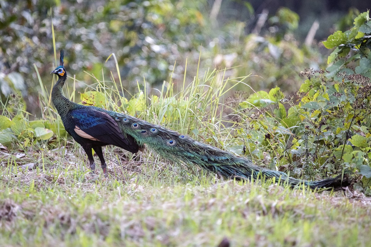 Green Peafowl - ML568855481