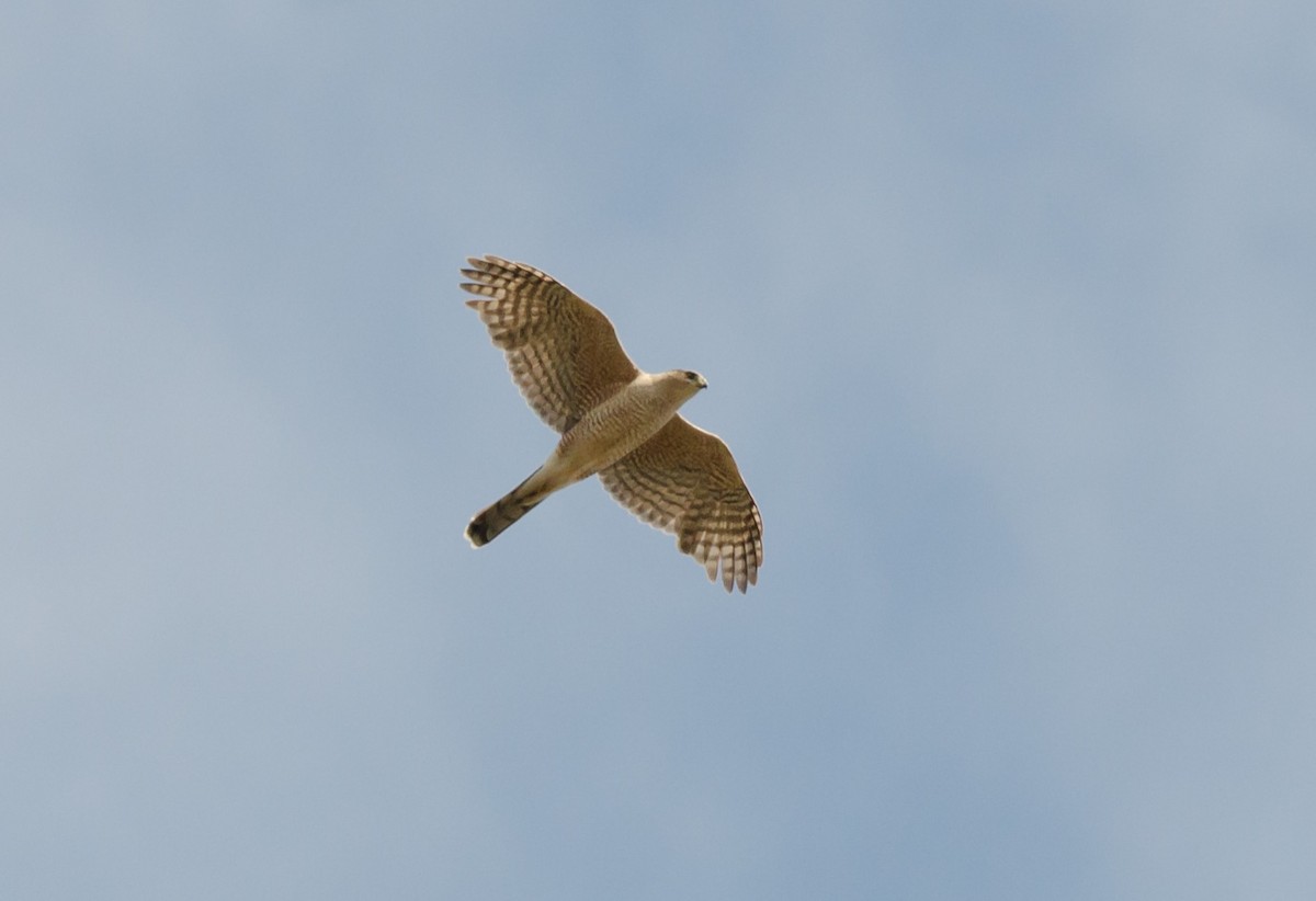 Cooper's Hawk - ML568855821