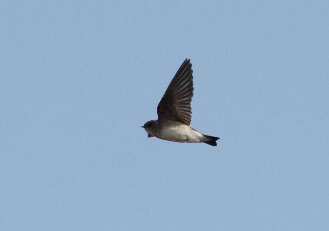 Northern Rough-winged Swallow - Alix d'Entremont