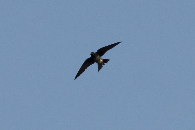 Purple Martin - ML568855891