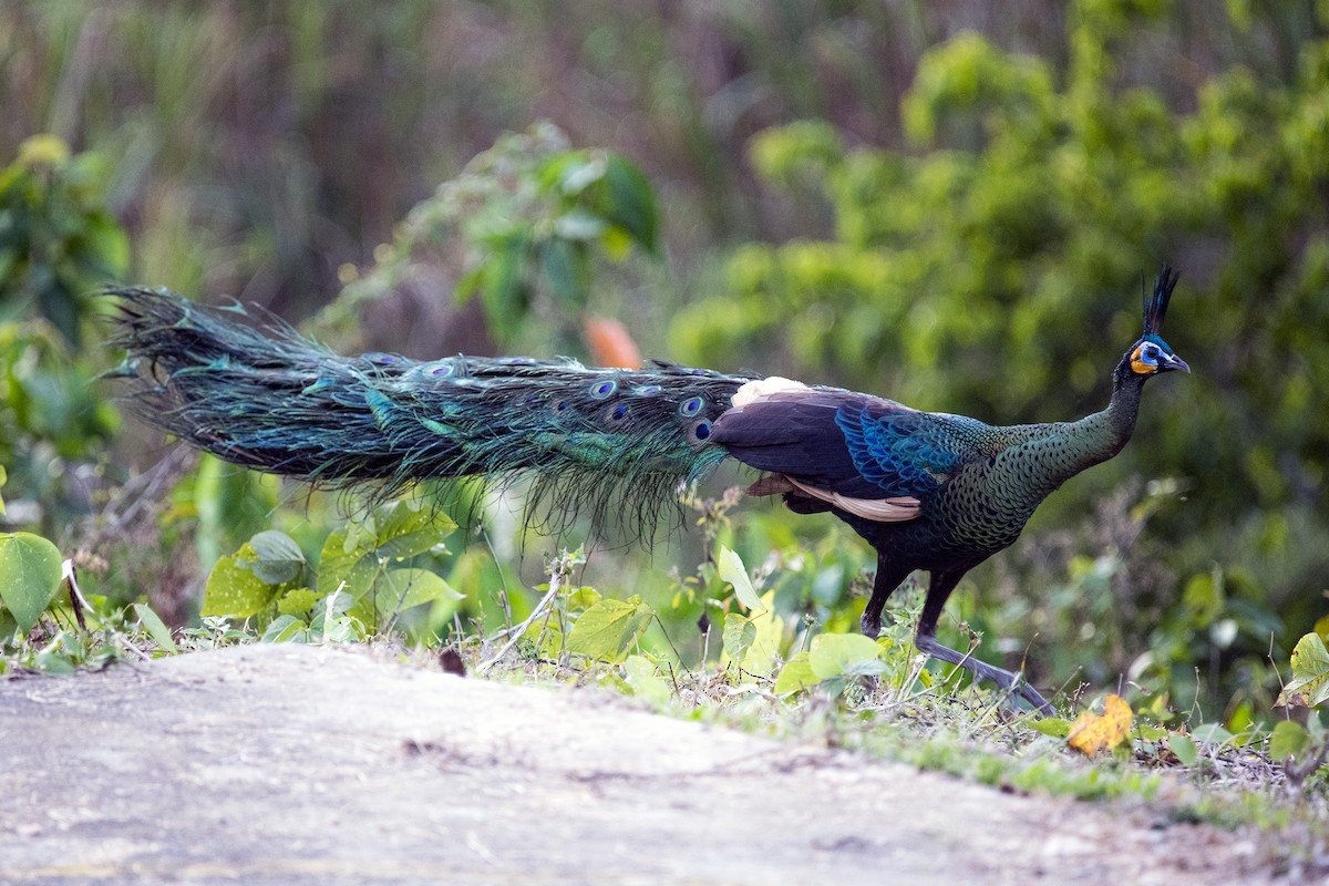 Green Peafowl - ML568855901