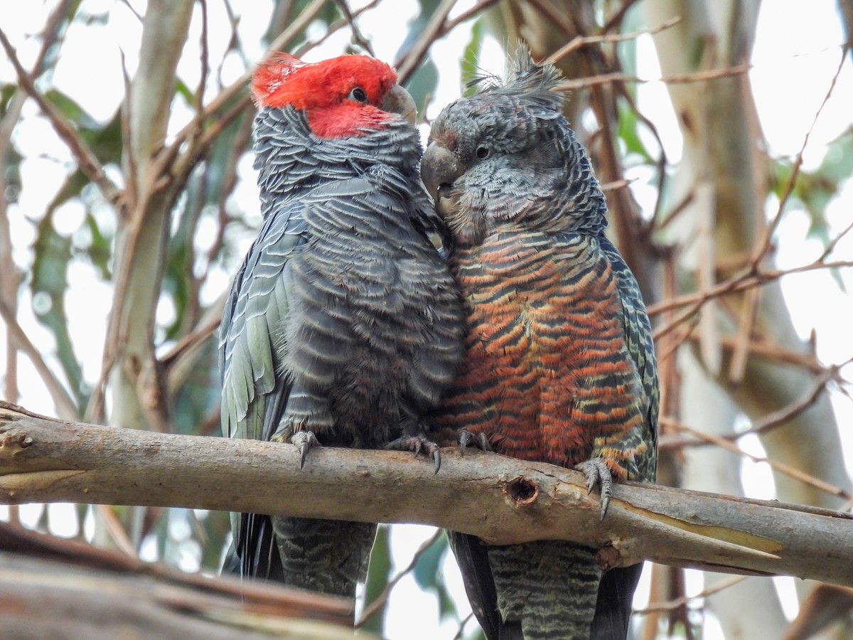 Gang-gang Cockatoo - Sara Gravatt-Wimsatt