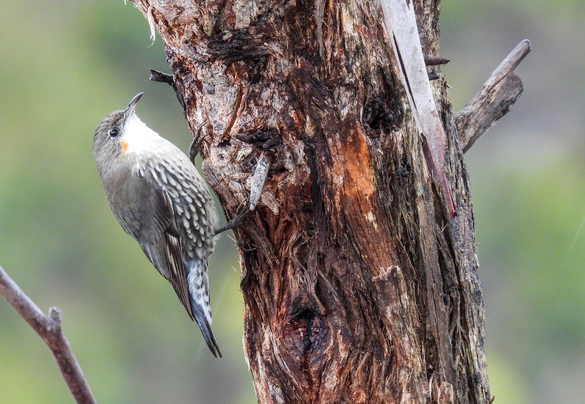 White-throated Treecreeper - ML568857121