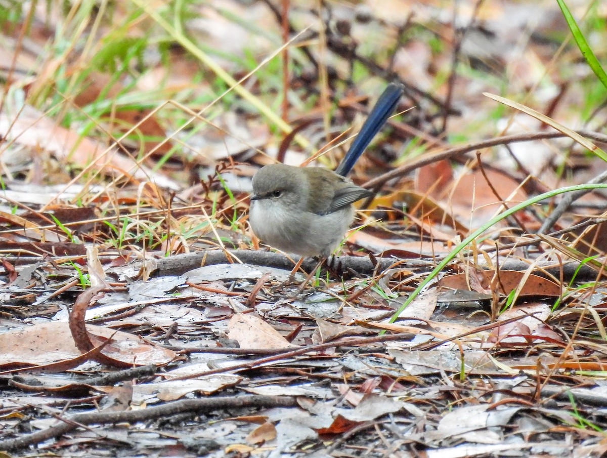 Superb Fairywren - ML568857311