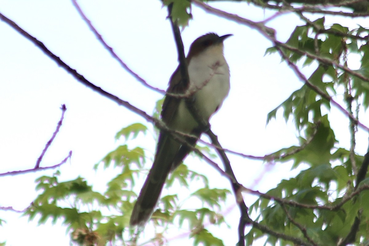 Black-billed Cuckoo - ML568857781