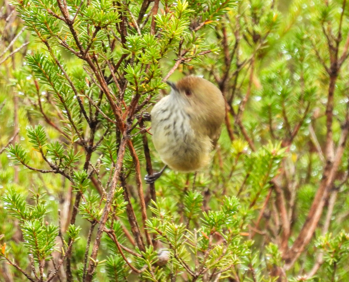 Brown Thornbill - Sara Gravatt-Wimsatt