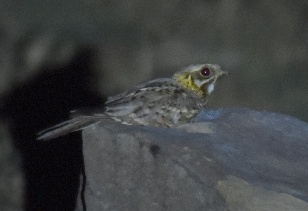 Indian Nightjar - ML568858221