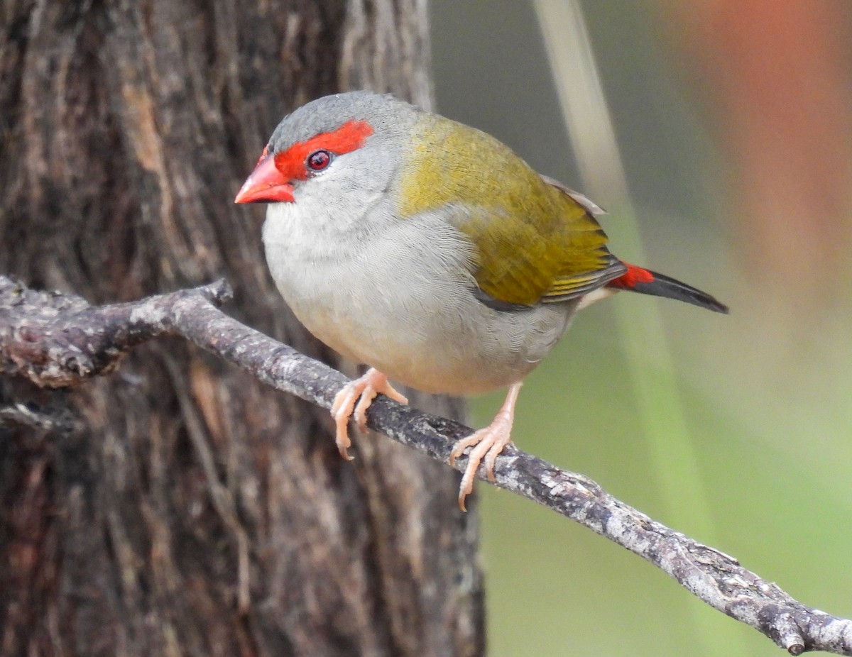 Red-browed Firetail - Sara Gravatt-Wimsatt