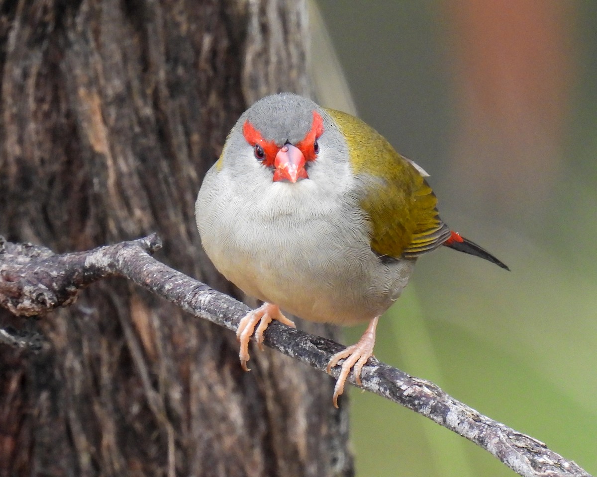 Red-browed Firetail - Sara Gravatt-Wimsatt