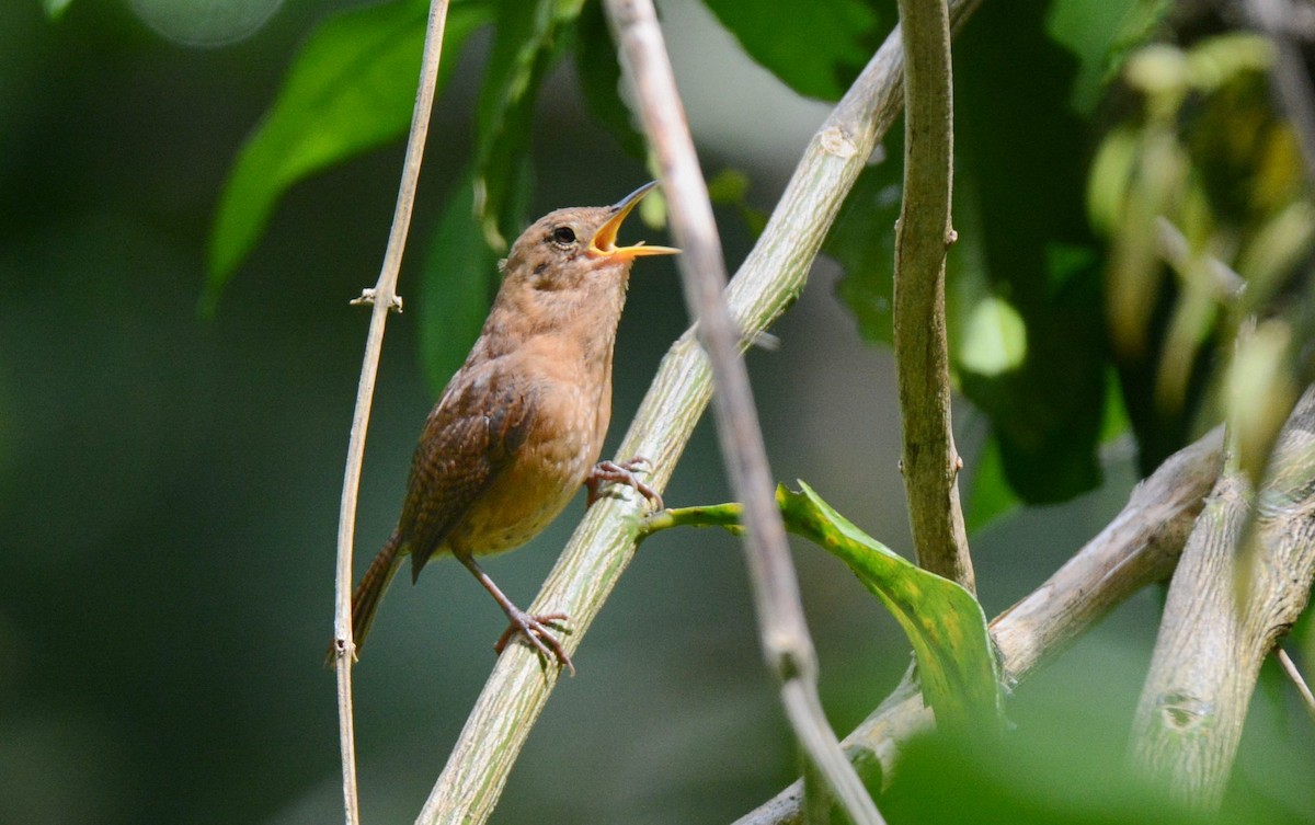 House Wren (Dominica) - Kyle Kittelberger