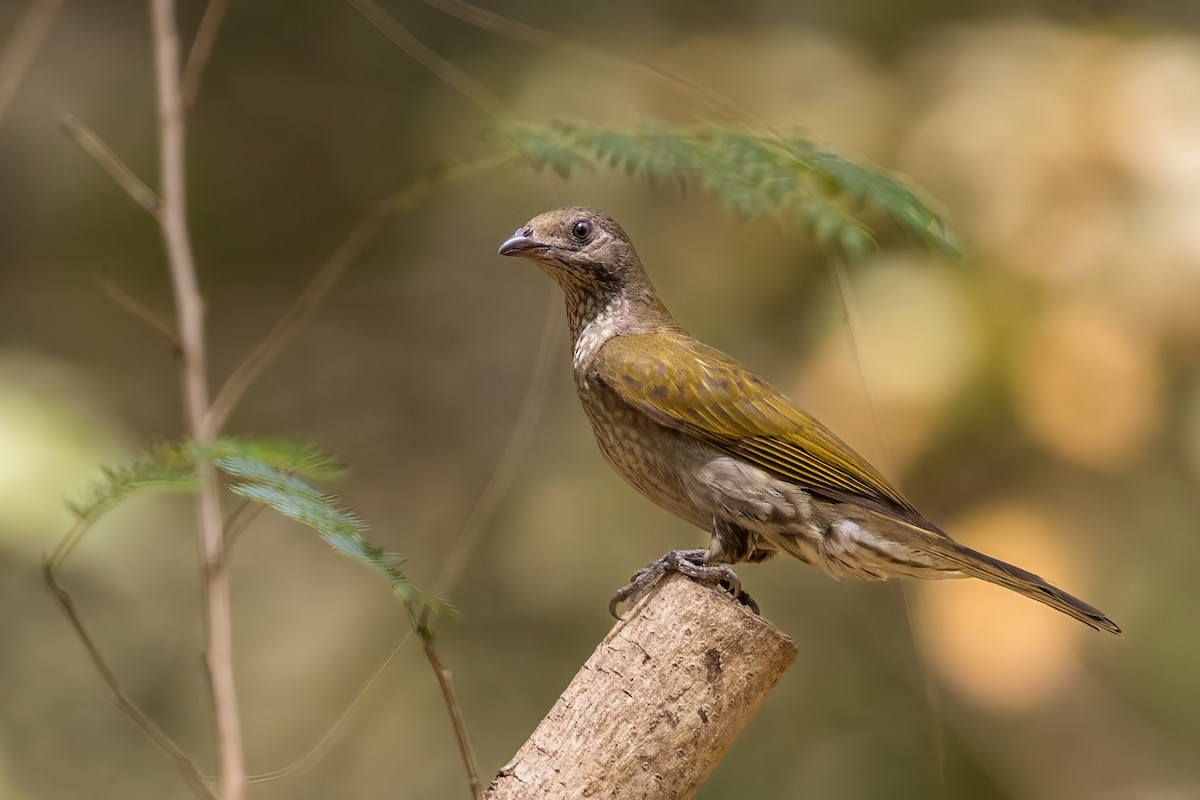 Spotted Honeyguide - ML568859811