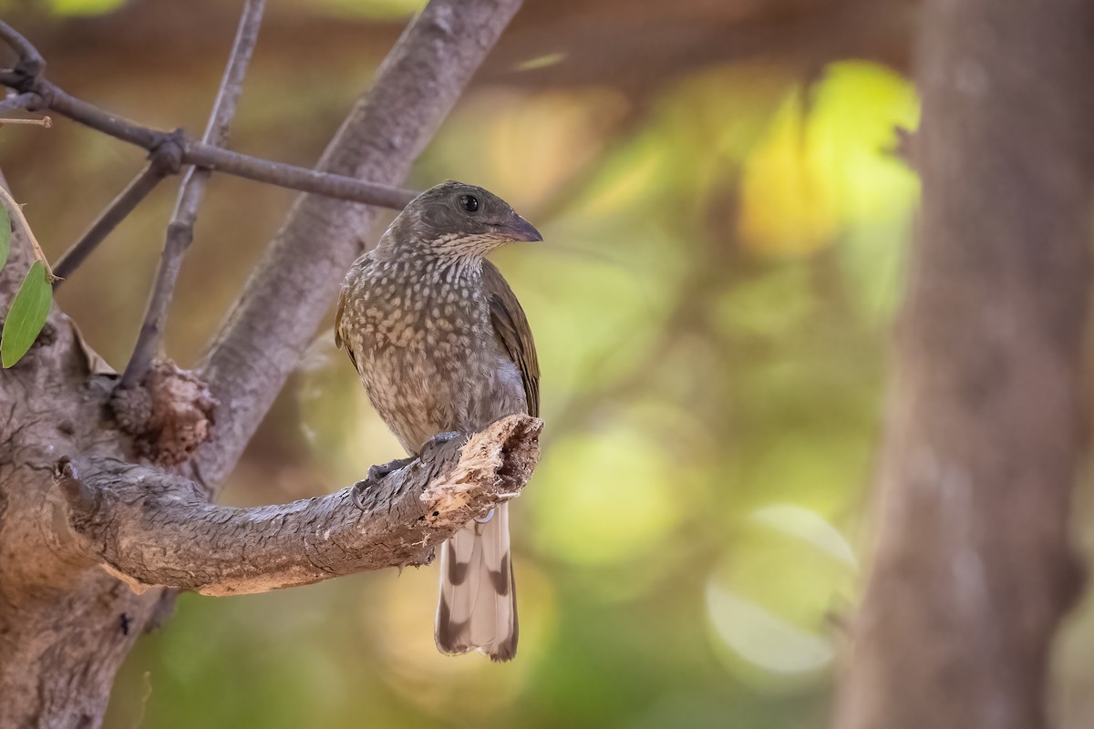 Spotted Honeyguide - ML568860281