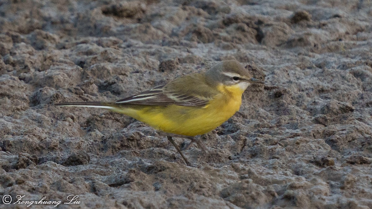 Eastern Yellow Wagtail - Zongzhuang Liu