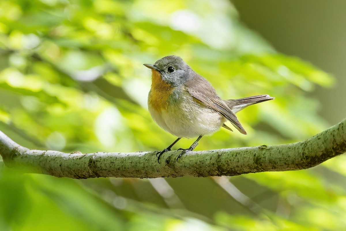 Red-breasted Flycatcher - ML568862081