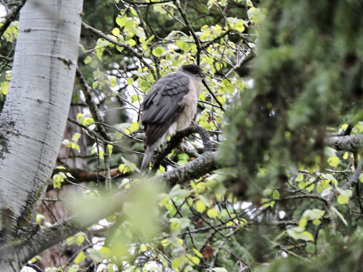 Cooper's Hawk - ML568862121