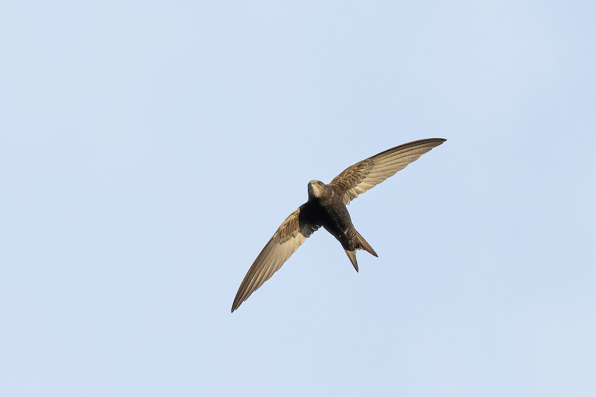 Common Swift - ML568862551