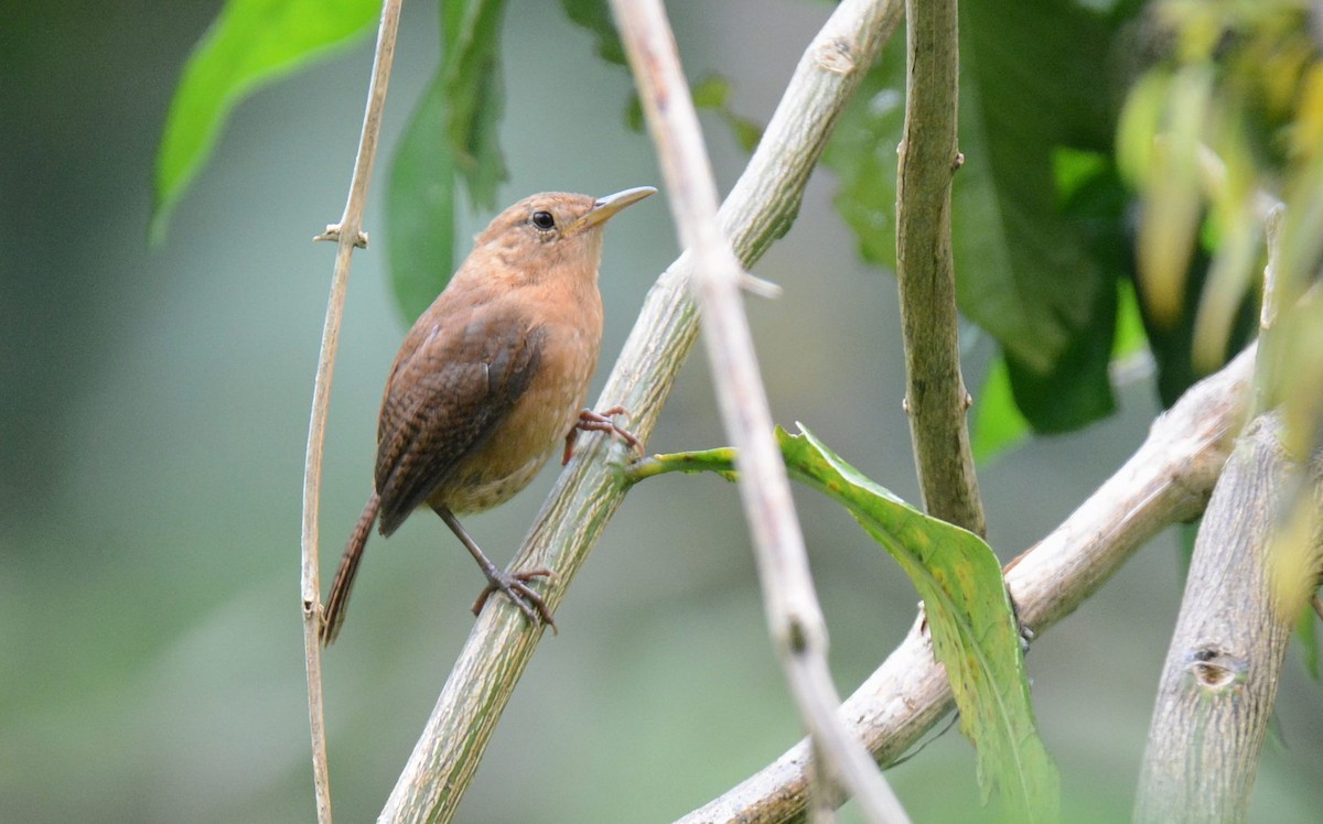 House Wren (Dominica) - Kyle Kittelberger