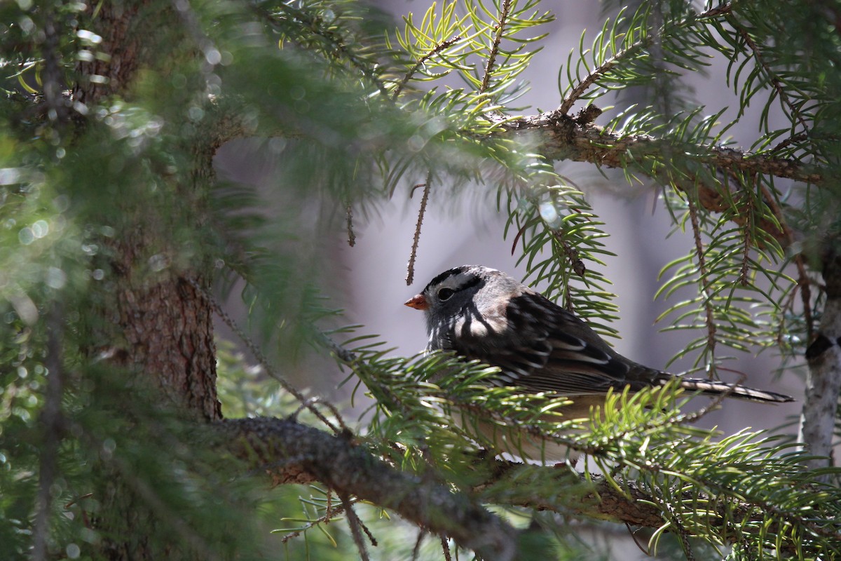 White-crowned Sparrow - ML568862881