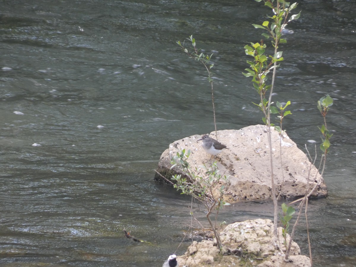 Common Sandpiper - Francisco Javier Calvo lesmes