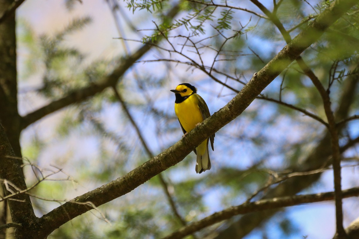 Hooded Warbler - ML568864131