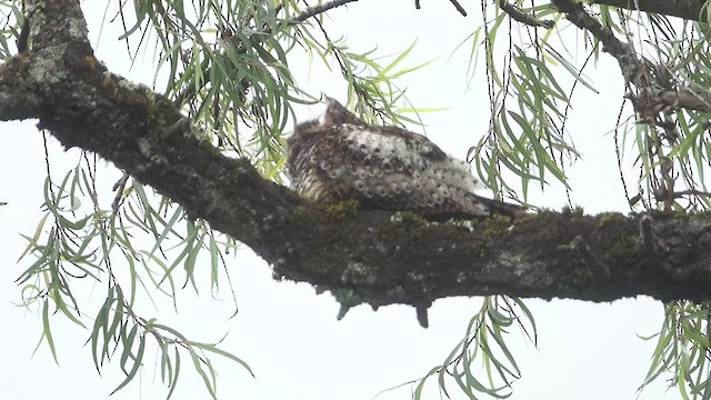 Rufous-bellied Nighthawk - ML568864261