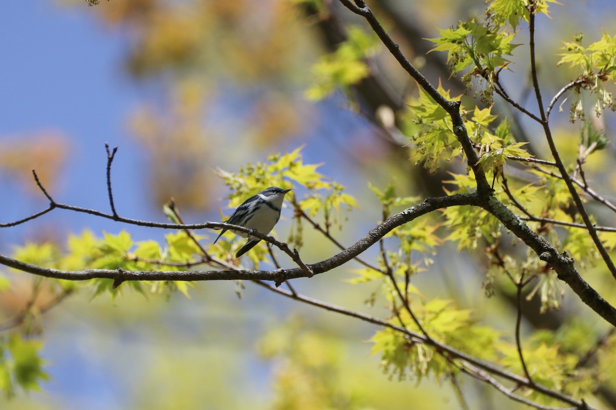 Blauwaldsänger - ML568864751