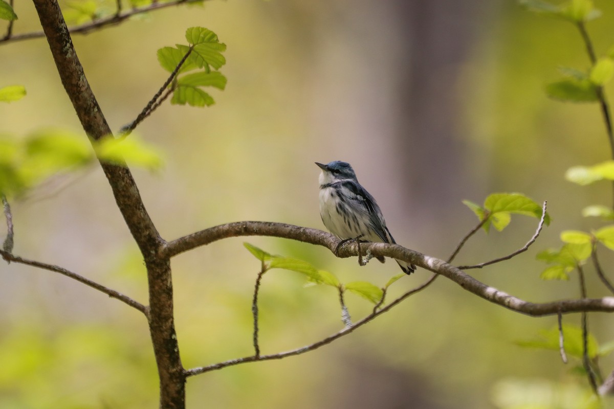 Cerulean Warbler - ML568864771