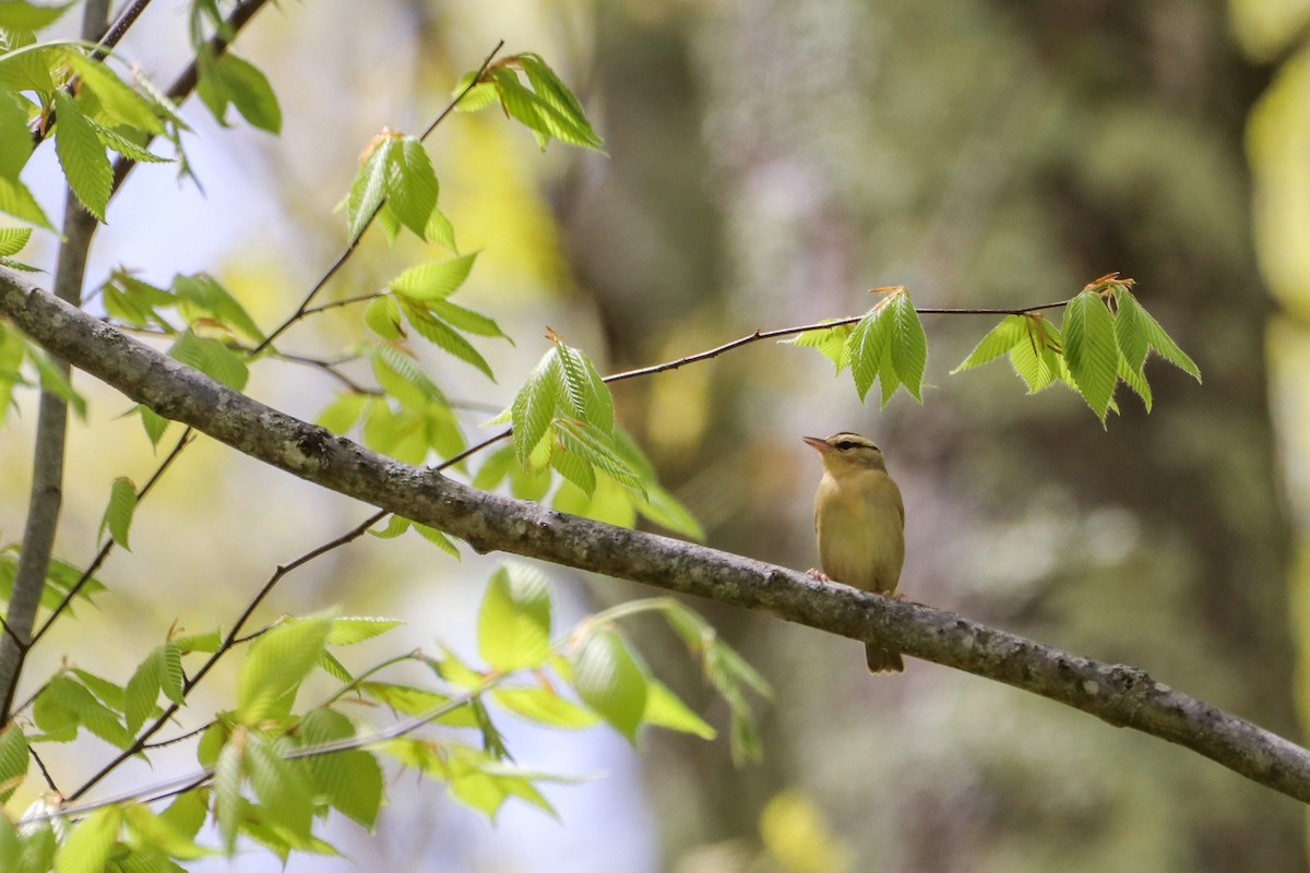 Worm-eating Warbler - Sean Carroll