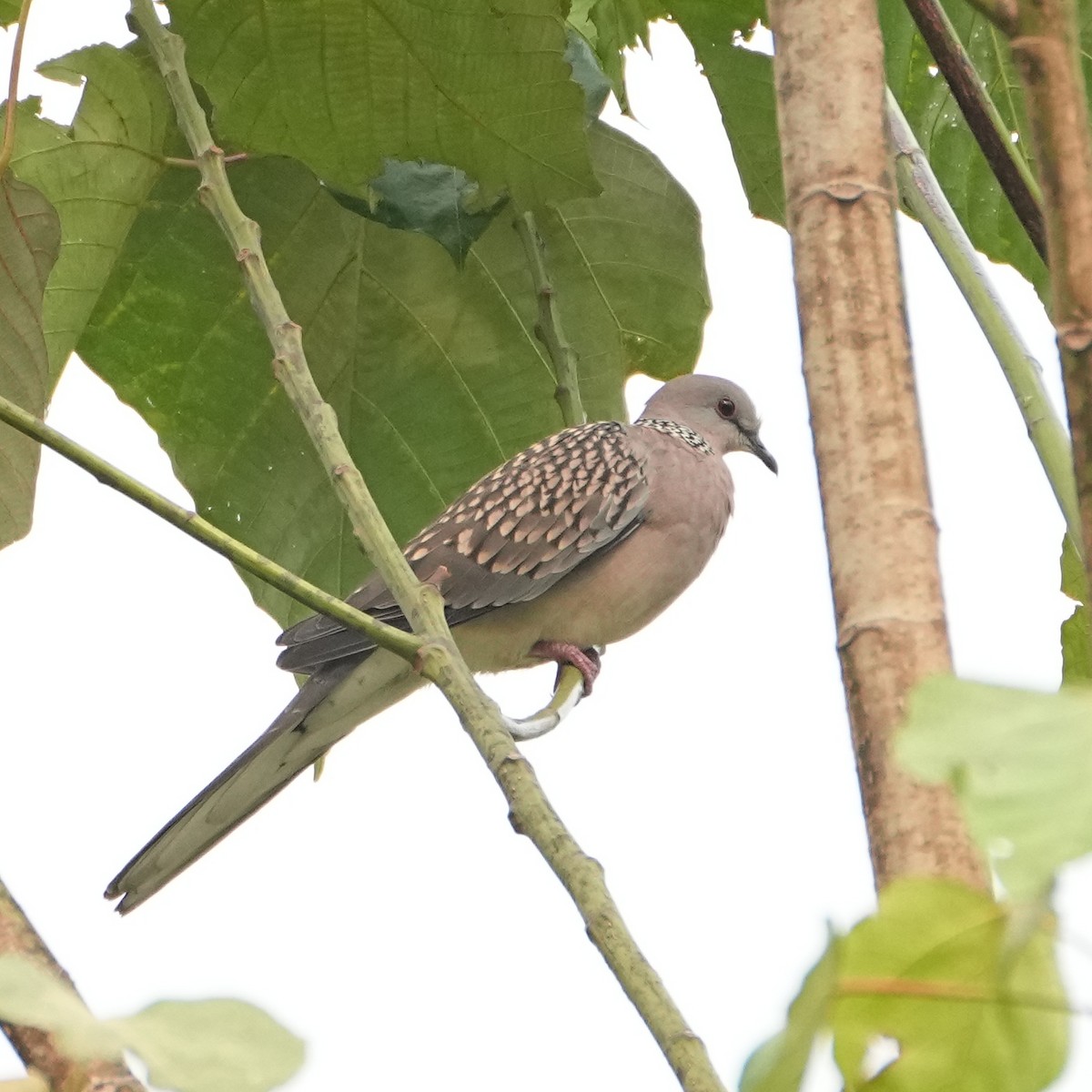 Tourterelle tigrine (suratensis/ceylonensis) - ML568865181