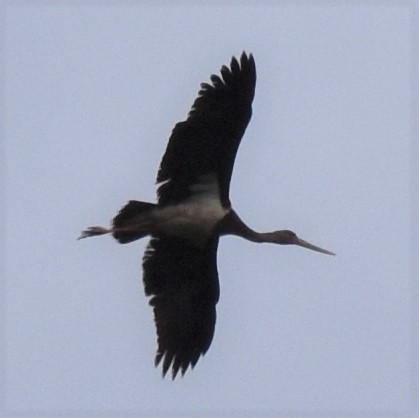 Black Stork - ML56886521