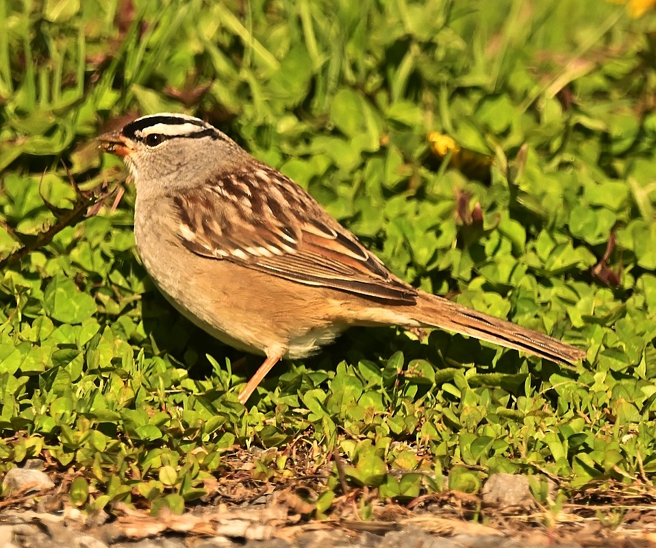 Bruant à couronne blanche - ML568867121