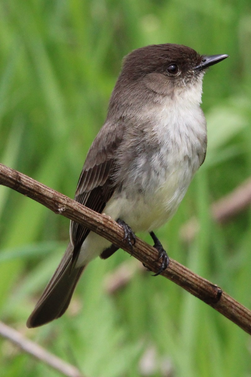 Eastern Phoebe - ML568868841