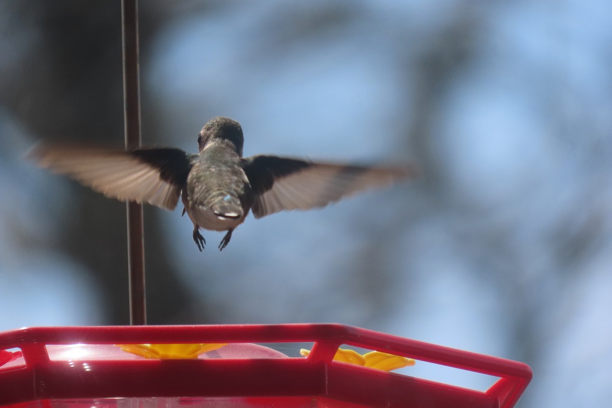 Ruby-throated Hummingbird - ML568868891