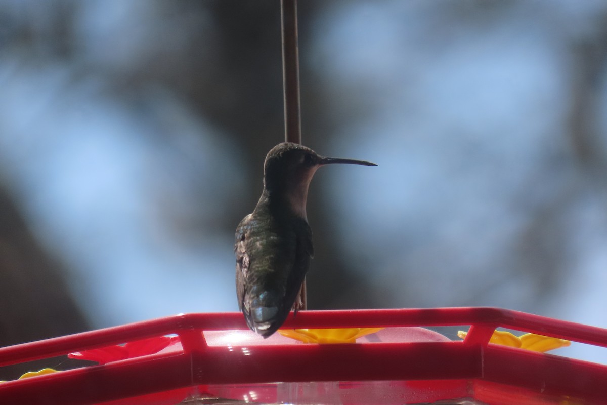 Ruby-throated Hummingbird - ML568868911