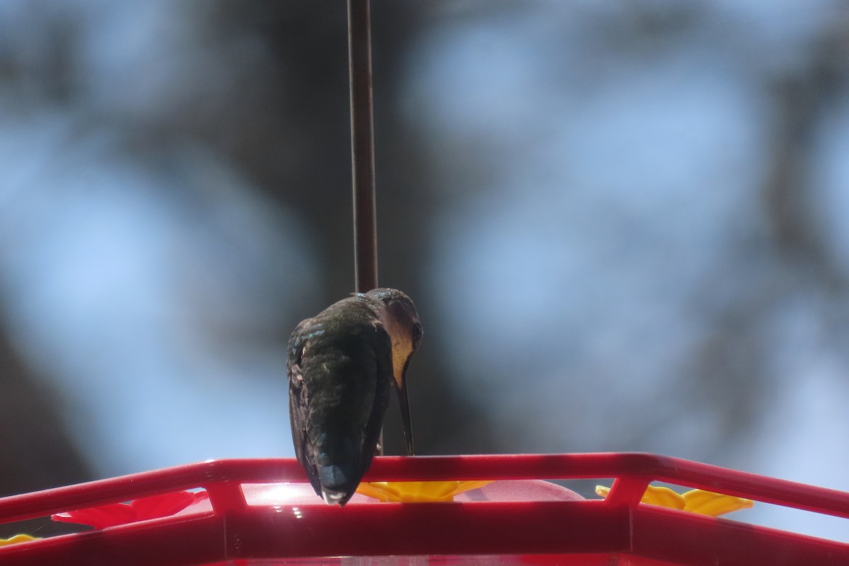 Ruby-throated Hummingbird - ML568868921