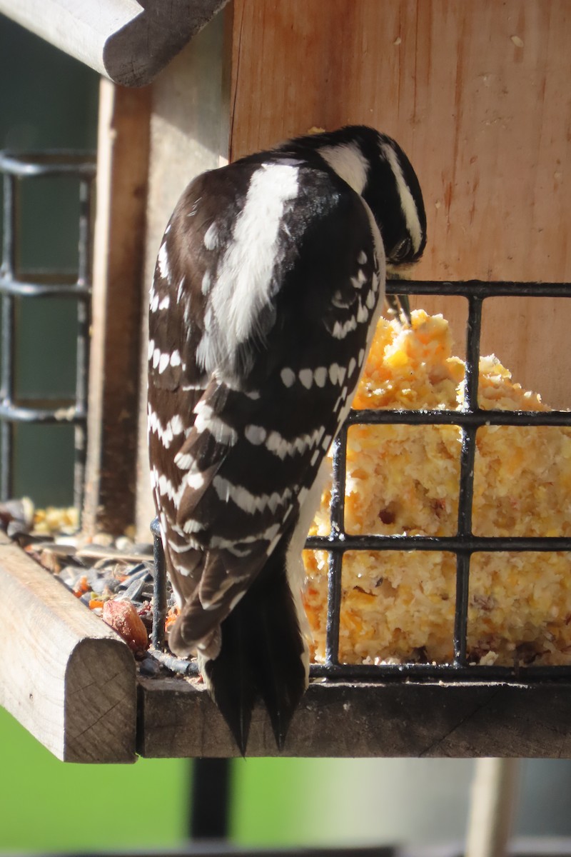 Downy/Hairy Woodpecker - ML568869001