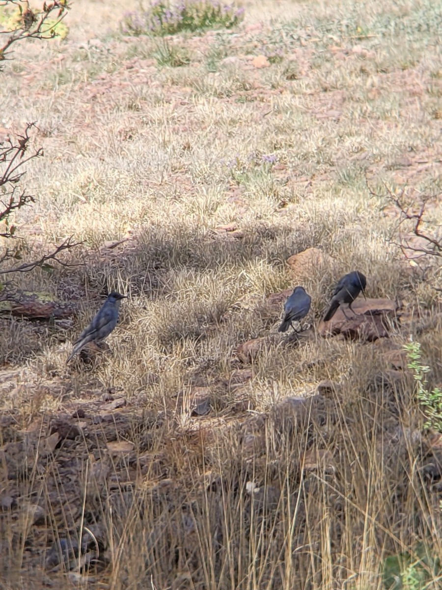 Pinyon Jay - ML568869221
