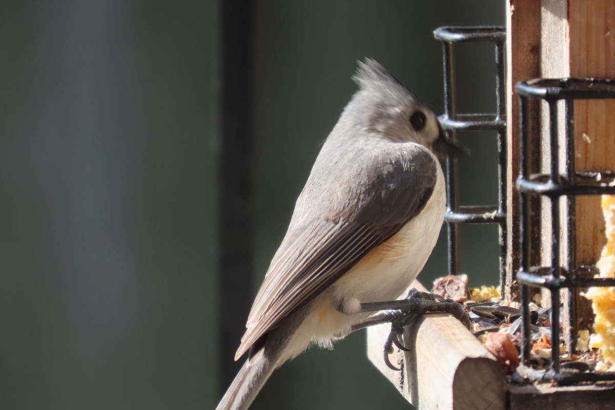 Tufted Titmouse - ML568869251