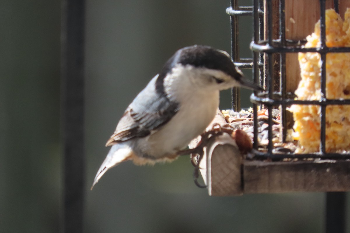 White-breasted Nuthatch - ML568869341