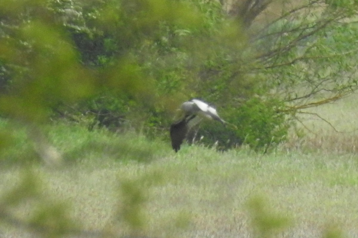 Montagu's Harrier - ML568869521