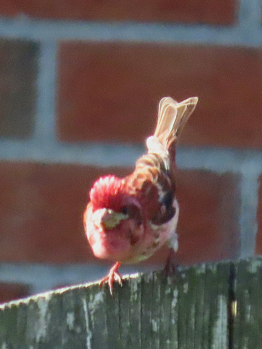 Purple Finch - ML568869841